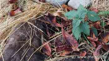 „Wer macht so etwas?“ Tote Tiere unter Stroh und Steinen versteckt - an beliebtem Spazierweg