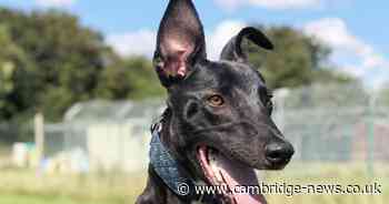 The poor Cambs dog that has spent 300 days at RSPCA centre without being adopted