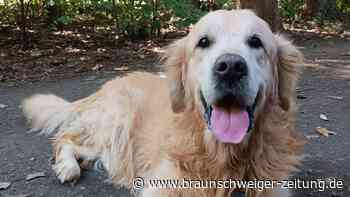 Hunde-Opa Aslan trauert um Herrchen - was wird jetzt aus ihm?