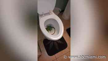 Florida man finds iguana lurking inside his toilet bowl