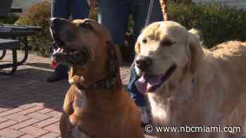 Miami-Dade Animal Services hosts 12-hour adoption festival