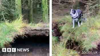Dog walker films winds lifting forest floor during Storm Babet in Scotland