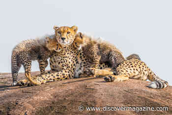 Are Cheetahs Endangered and Why Are Populations Declining?