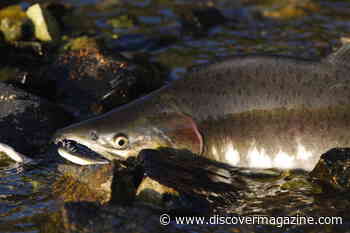 Smelly Senses: These 6 Animals Are Attracted to Weird Scents