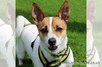 Wirral Globe dog of the week: 'Lovely' Rubble needs you