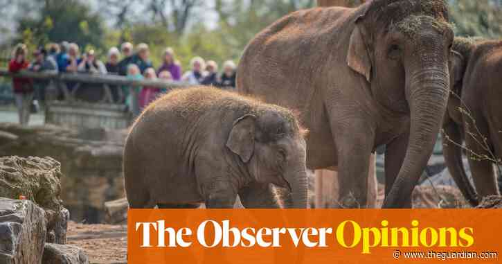 Zoos are the opposite of educational: they construct fictions about their captives | Martha Gill