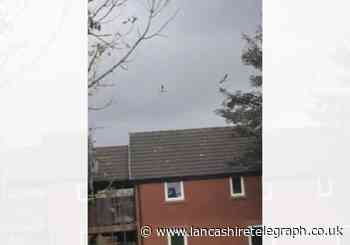 Dozens of bright green parakeets spotted in Blackburn