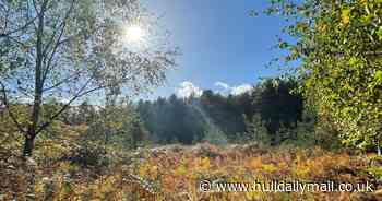 Perfect autumn walk in East Yorkshire's biggest woodland - where 'a tank sank into the mud'