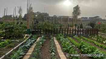 Inaugurato l'oliveto urbano di Parco Brasini