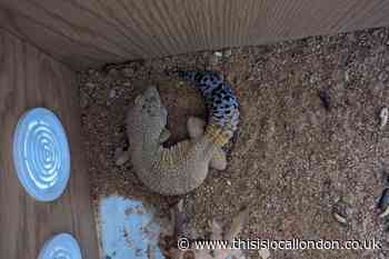 Appeal to find owner of gecko abandoned near Romford bins