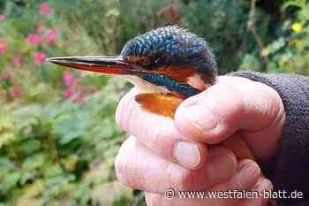Halle: Eisvogel verirrt sich ins Wohnzimmer