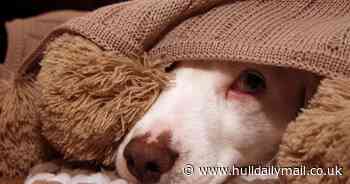 Dog owners say £18 gadget is a 'godsend' for calming stressed pets ahead of Halloween and Bonfire Night