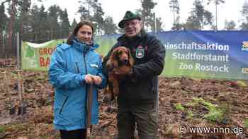 Familien pflanzen 5000 Bäume in der Rostocker Heide