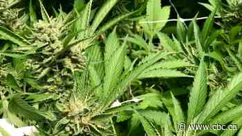 Alberta women turning to cannabis for menopausal relief, study says