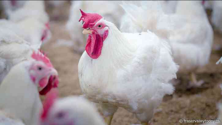 Avian flu detected at Chilliwack farm