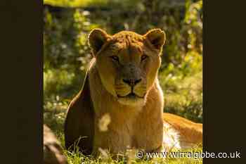 Knowsley Safari shares immensely sad news after death of lion