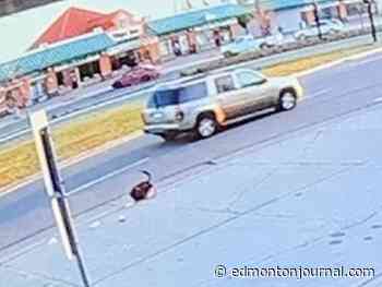 Edmonton police seek SUV in hit-and-run collision