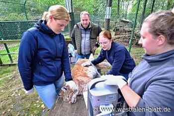 Weshalb wird Luchsdame Doro nicht wieder Mama?