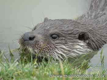 Wild Things: Horrific threat to our wildlife