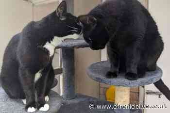 Cats looking for loving homes after a lonely stay in a North East shelter - can you help?