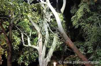 FW Celle: Baum droht zu fallen