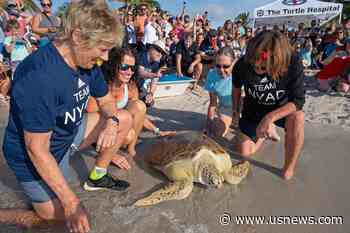 Diana Nyad Marks Anniversary of Epic Cuba-Florida Swim, Freeing Rehabilitated Sea Turtle in the Keys