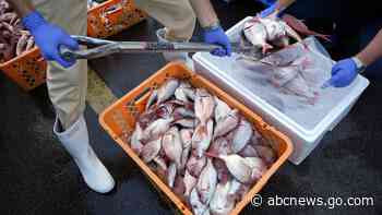 UN nuclear agency team watches Japanese lab workers prepare fish samples from damaged nuclear plant