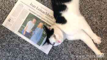 Kater Lucky ist der Liebling des Gewerbegebiets