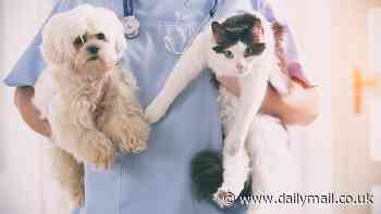 People care about their dogs more than their cats, study confirms