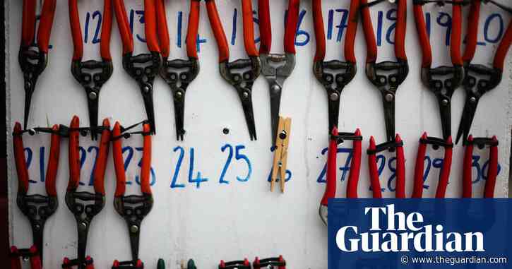 Viticulture, the UK’s fastest growing agricultural sector – in pictures