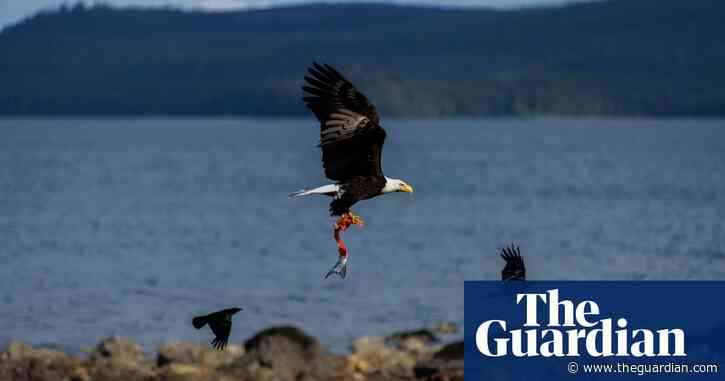 ‘Crabs everywhere’: off Canada’s Pacific coast, Indigenous Haida fight a host of invasive species