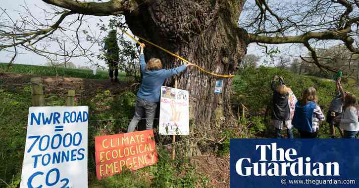 ‘Trees have no legal status’: calls rise for stronger protection in UK against felling