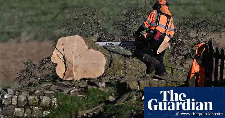 Remains of Sycamore Gap tree moved to secret site over trophy hunter fears