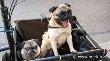 Suche nach Mops endet tragisch
