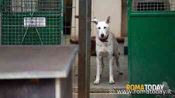A Roma un ospedale veterinario pubblico. Il Comune lancia il bando da 6 milioni