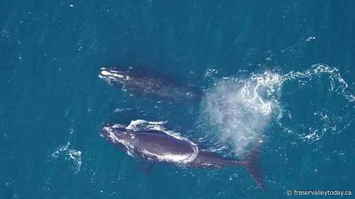 After years of decline, endangered right whale population could be levelling off