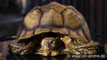 Unbekannte setzen Riesenschildkröte aus: Tier erfriert