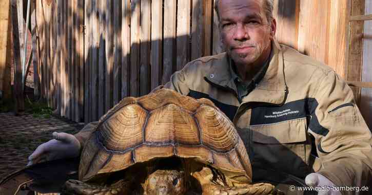 Riesenschildkröte ausgesetzt – Tier erfriert