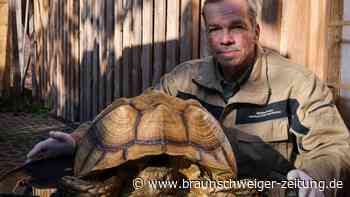 Riesenschildkröte ausgesetzt - Tier erfriert