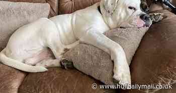 Dog owner forced to sew 'I am not XL bully' patches on harness