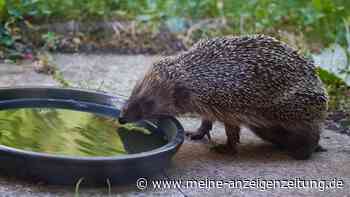 Woran erkenne ich, ob ein Igel gesund oder krank ist und Hilfe benötigt?