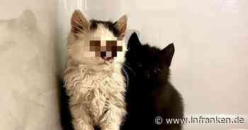 Tierheim Bayreuth nach Babykatzen-Fund bestürzt - "Fotos sprechen für sich"