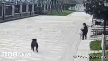 China toddler mauling prompts crackdown on dogs