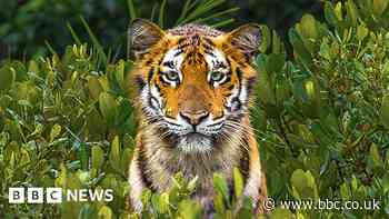 Steely gaze of endangered tigress tops photo awards