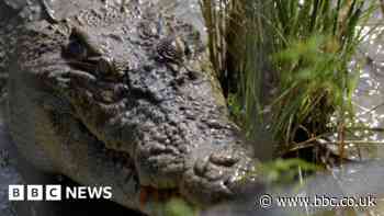 Why Indonesia can’t stop crocodile attacks