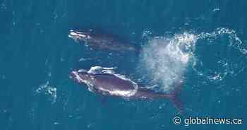 After years of decline, endangered right whale population could be levelling off