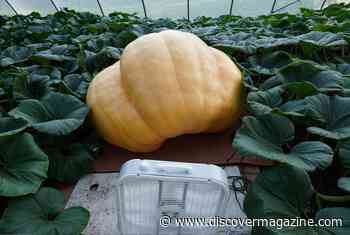 What Does It Take To Grow the Biggest Pumpkins in the World?