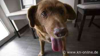 Trauer um Bobi in Portugal: Ältester Hund aller Zeiten mit 31 Jahren gestorben