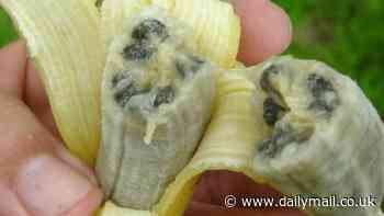 Scientists warn Cavendish bananas could go EXTINCT as 'catastrophic' fungal disease is about to wipe out the world's most popular type of fruit