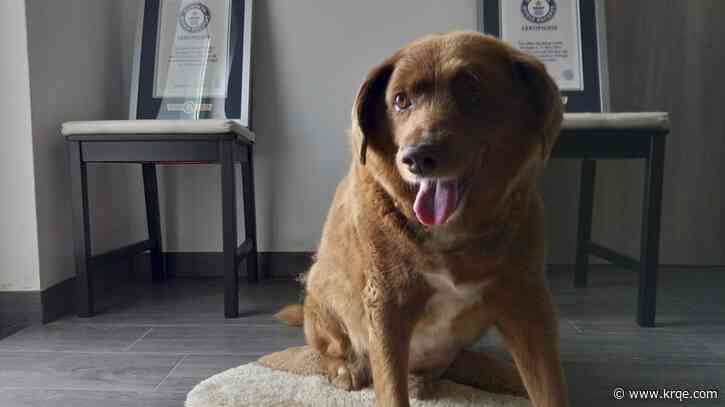 World's oldest dog ever dies at age 31 - or about 217 in dog years